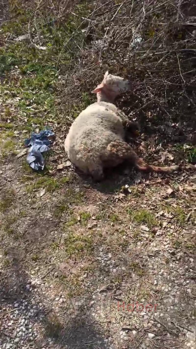 Sokak köpekleri koyunu telef etti
