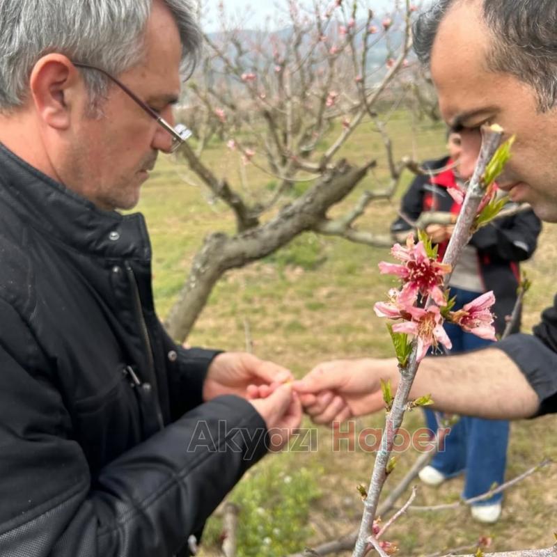 Pamukova'da meyve bahçelerini don vurdu