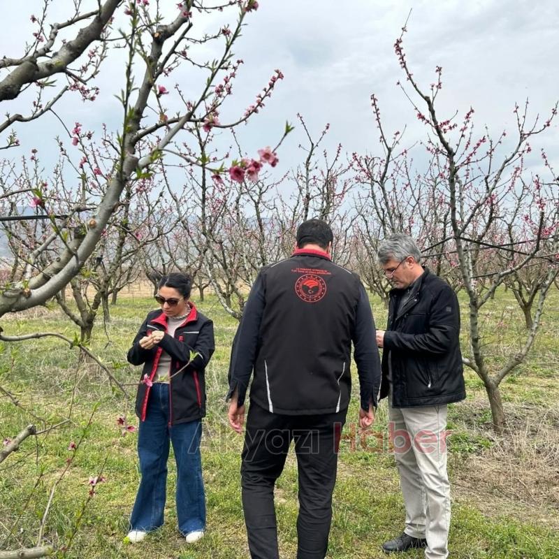 Pamukova'da meyve bahçelerini don vurdu