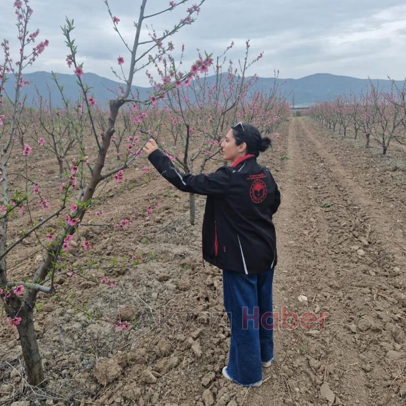 Pamukova'da meyve bahçelerini don vurdu