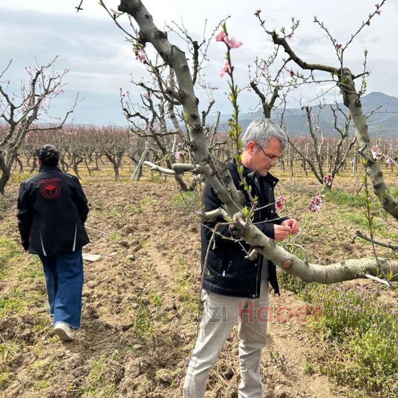 Pamukova'da meyve bahçelerini don vurdu