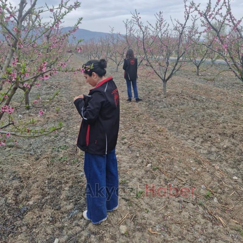 Pamukova'da meyve bahçelerini don vurdu