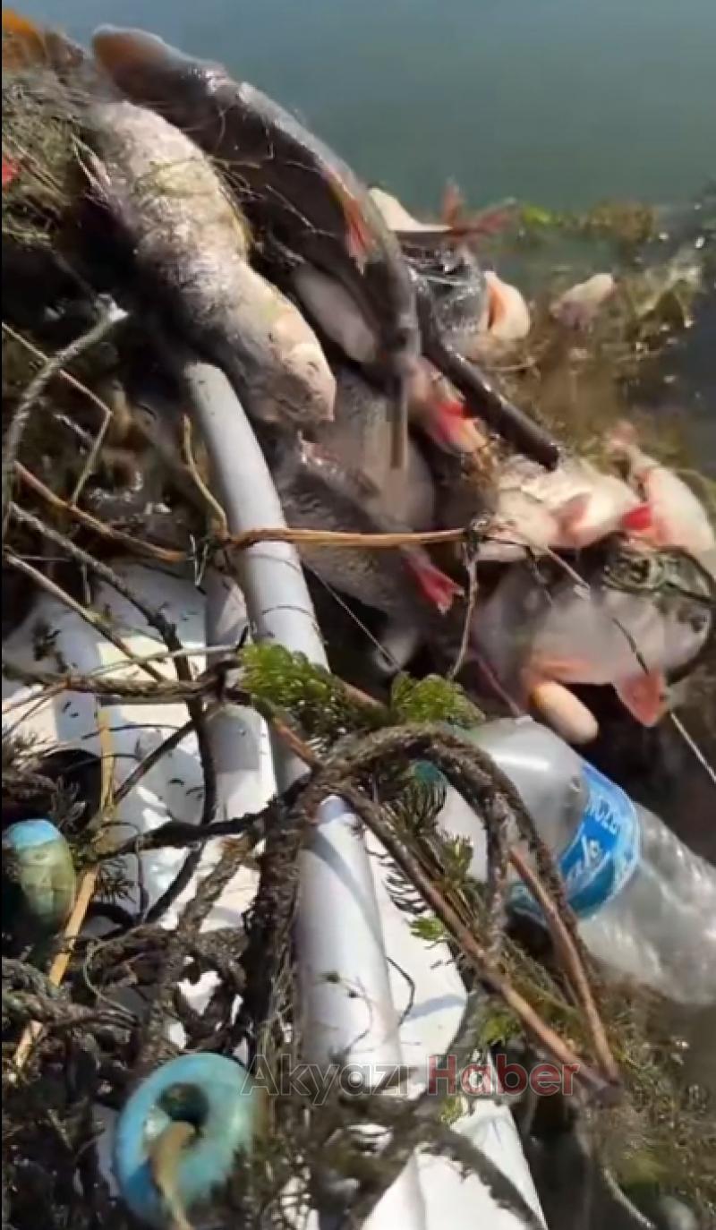 Sapanca Gölü'nde balık katliamı