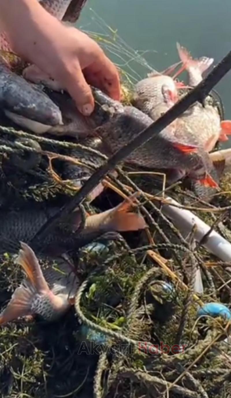 Sapanca Gölü'nde balık katliamı