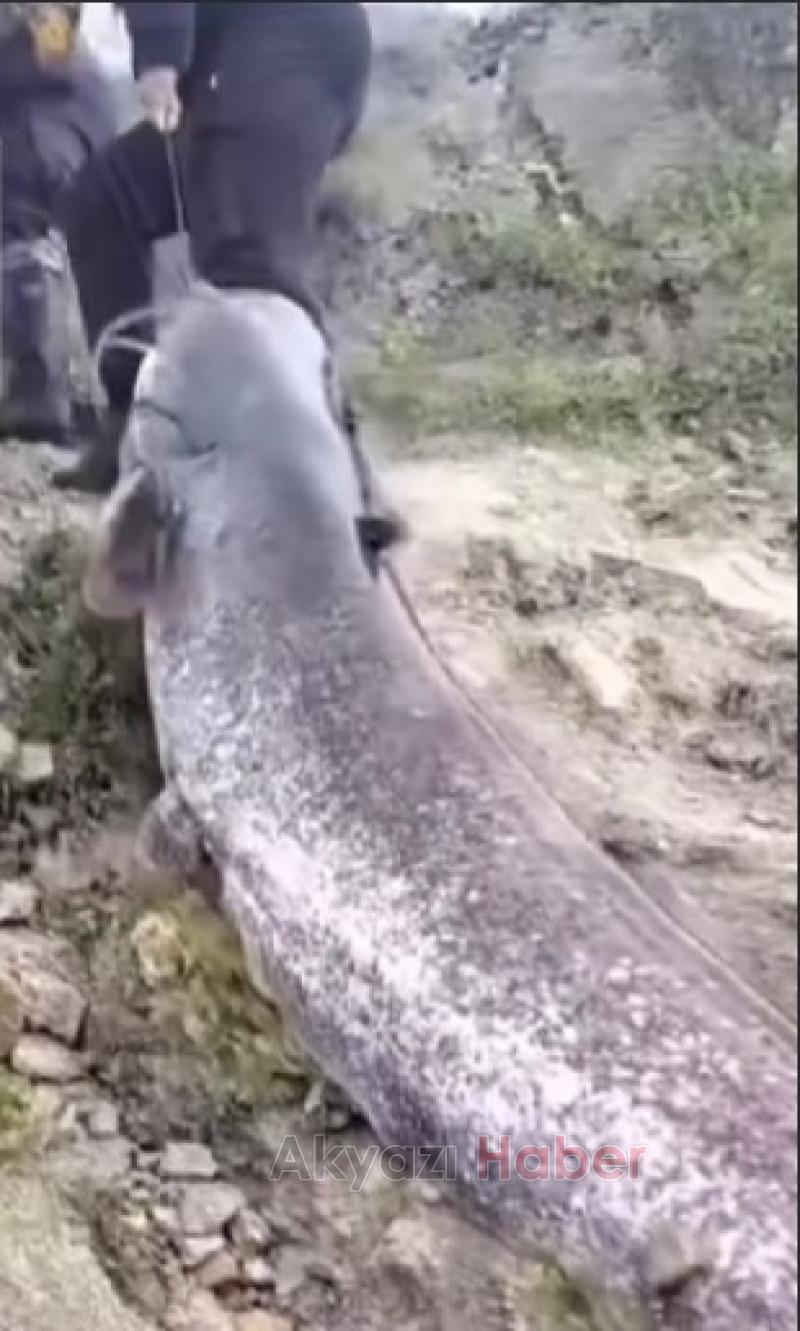 Sakarya Nehri'nde oltayla dev yayın yakaladılar