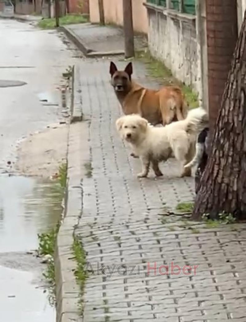 Akyazı'da köpekler okula giden çocuğu kovaladı