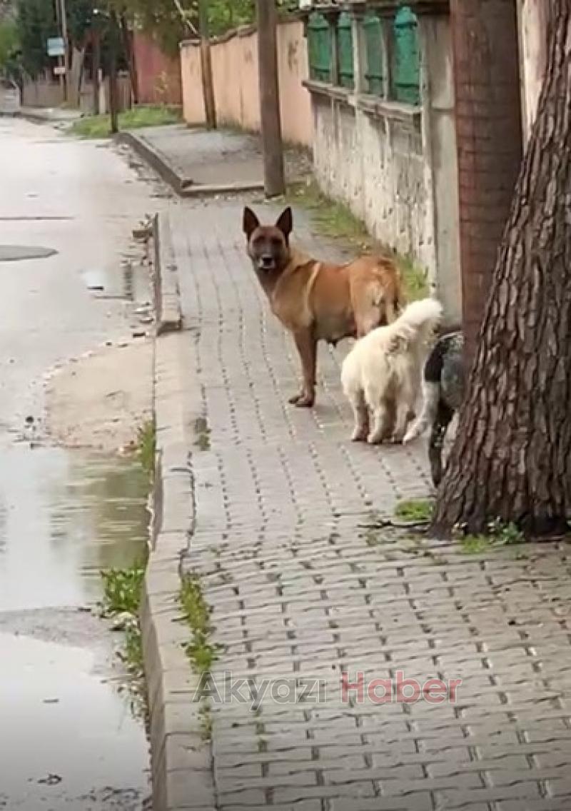 Akyazı'da köpekler okula giden çocuğu kovaladı