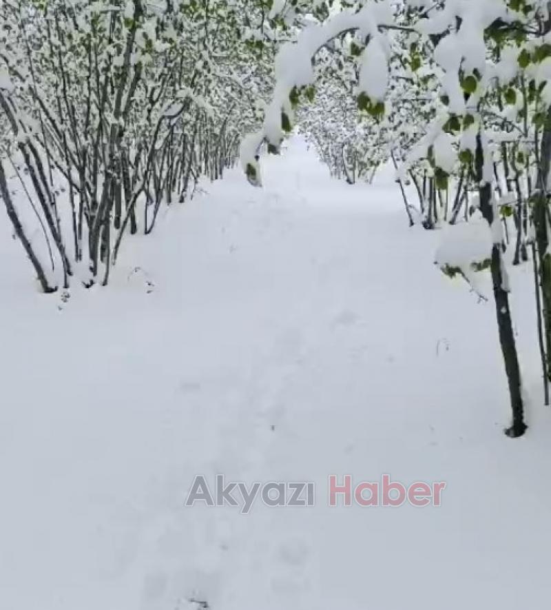 Fındıkta korkutan manzara bahçeler kar altında