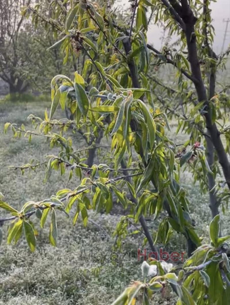 Zirai don Sakarya'da fındık ve meyve bahçelerini vurdu