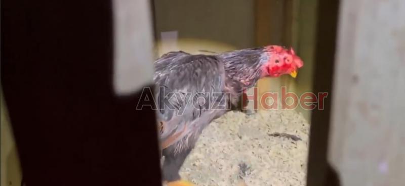 Arena kurup horoz dövüştürenlere baskın