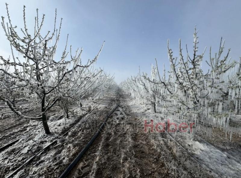 Cumhurbaşkanı Erdoğan: Zirai don nedeniyle gıda arzı risk altında değil
