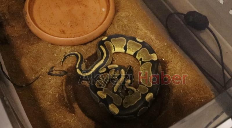 İşyerinde yapılan aramada piton bulundu