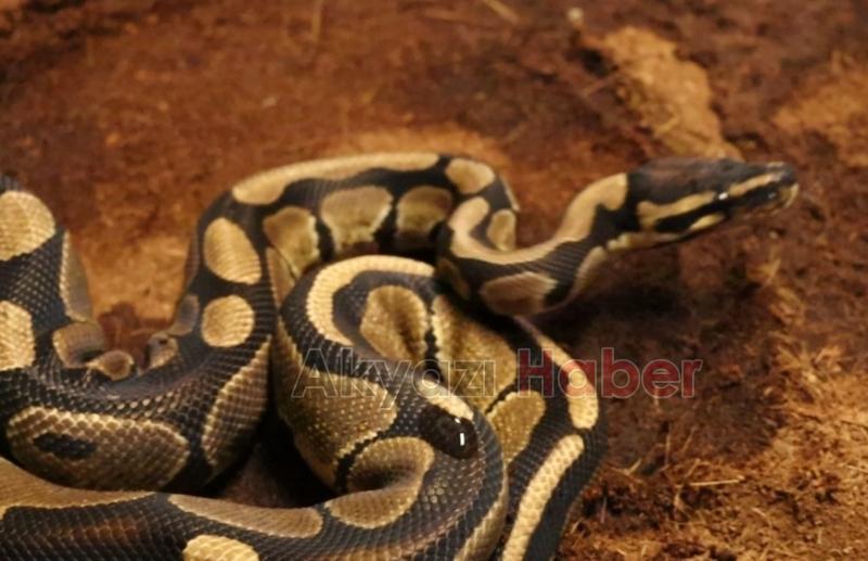 İşyerinde yapılan aramada piton bulundu