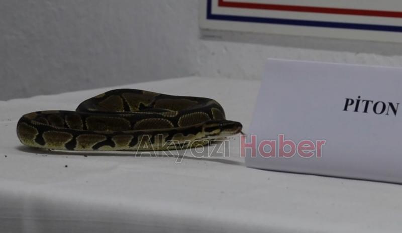 İşyerinde yapılan aramada piton bulundu