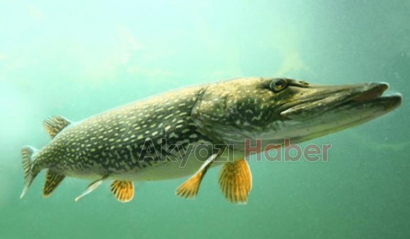 17. Ulusal Turna Balığı Yakalama Yarışması Sapanca'da yapıldı