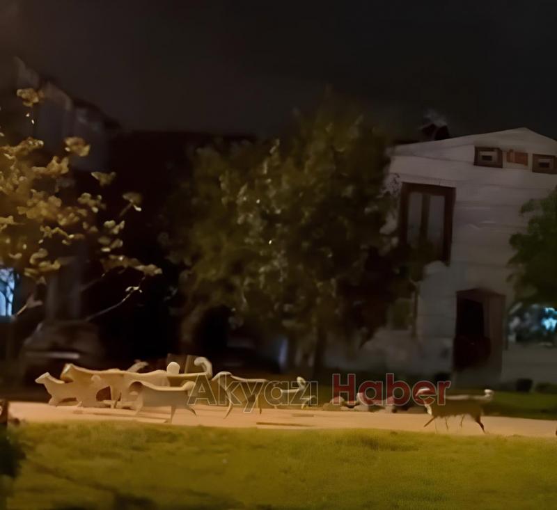 Akyazı da sokak köpekleri sorunu sürüyor Sürü halinde gezerken görüntülediler