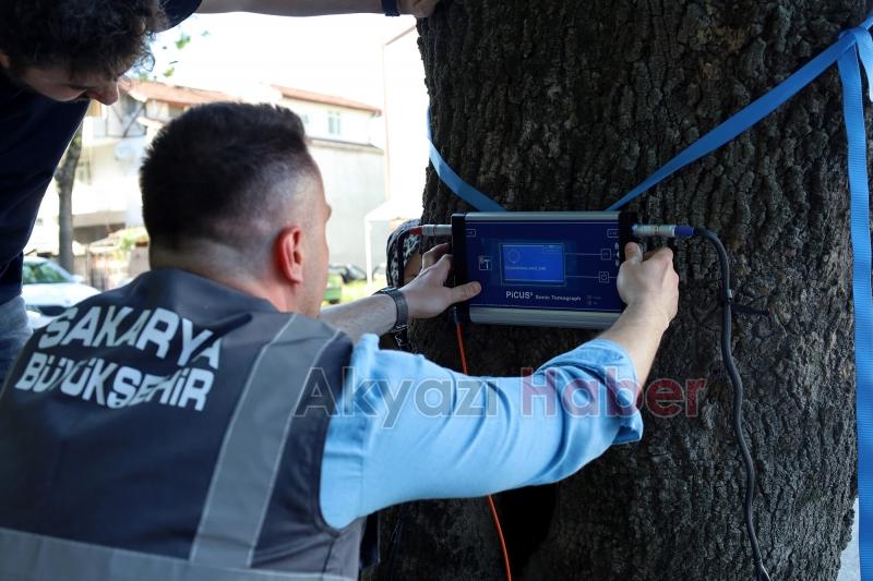 Sakarya'da ağaçların tomografisi çekiliyor