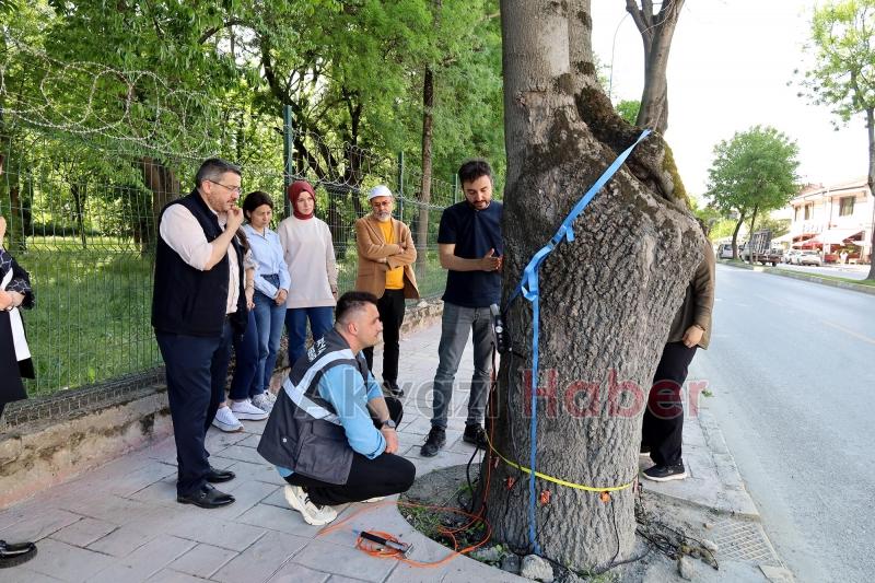 Sakarya'da ağaçların tomografisi çekiliyor