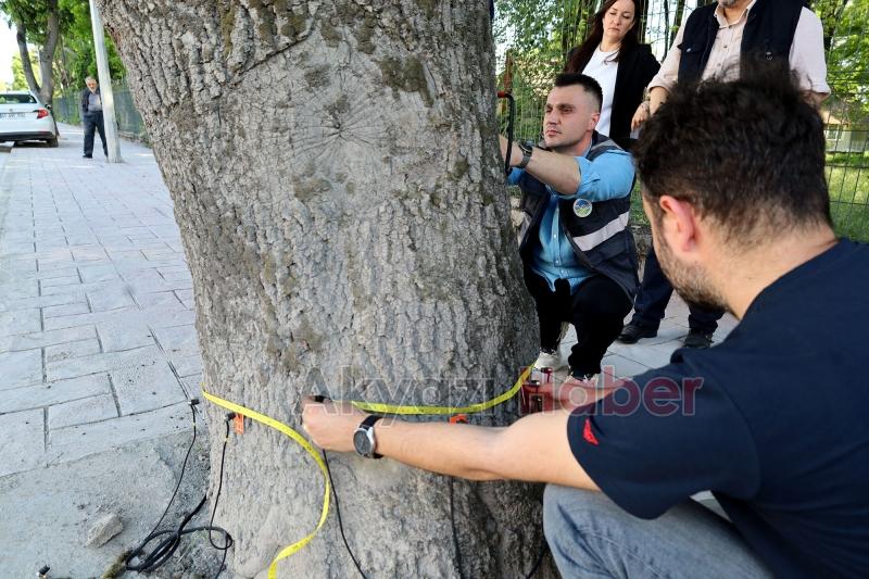 Sakarya'da ağaçların tomografisi çekiliyor