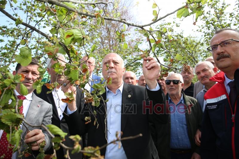 TZOB Başkanı bayraktar donun vurduğu fındık bahçelerinde inceleme yaptı