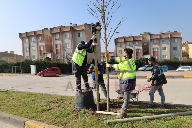 Sakarya'da yeşillendirme çalışmaları sürüyor