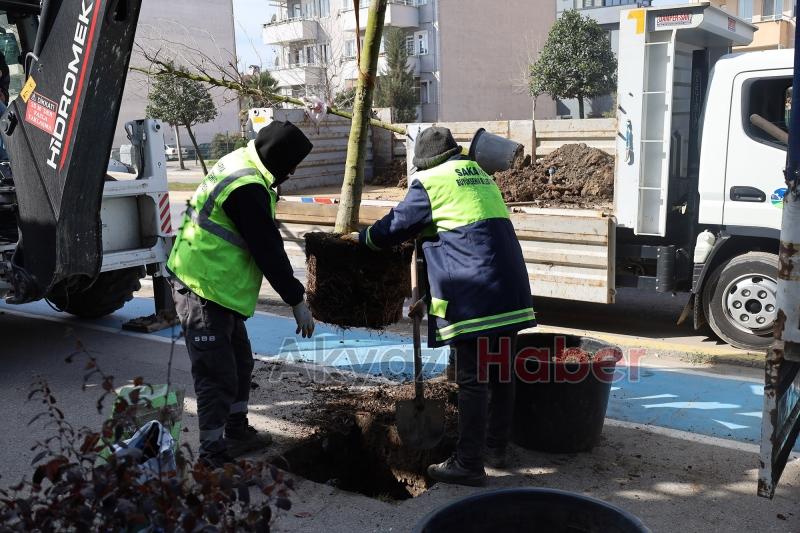 Sakarya'da yeşillendirme çalışmaları sürüyor