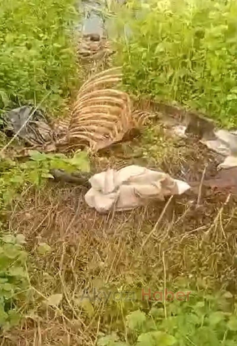 Dere kenarında at kemikleri bulundu