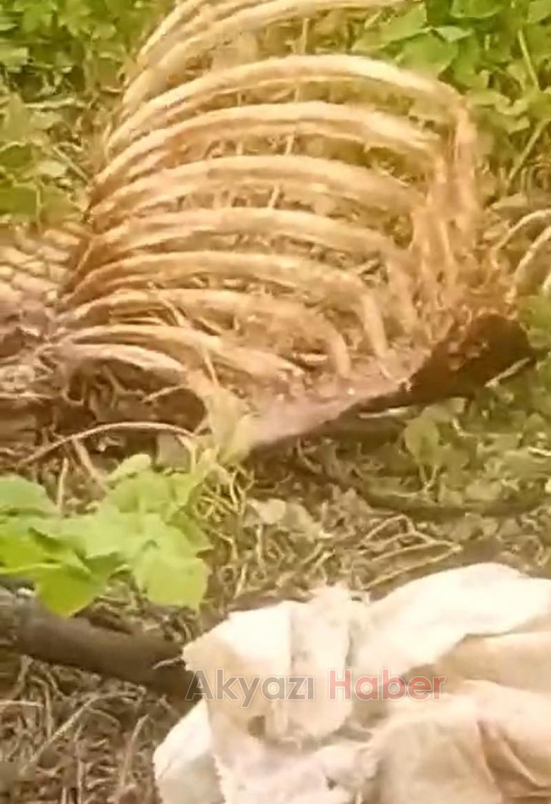 Dere kenarında at kemikleri bulundu