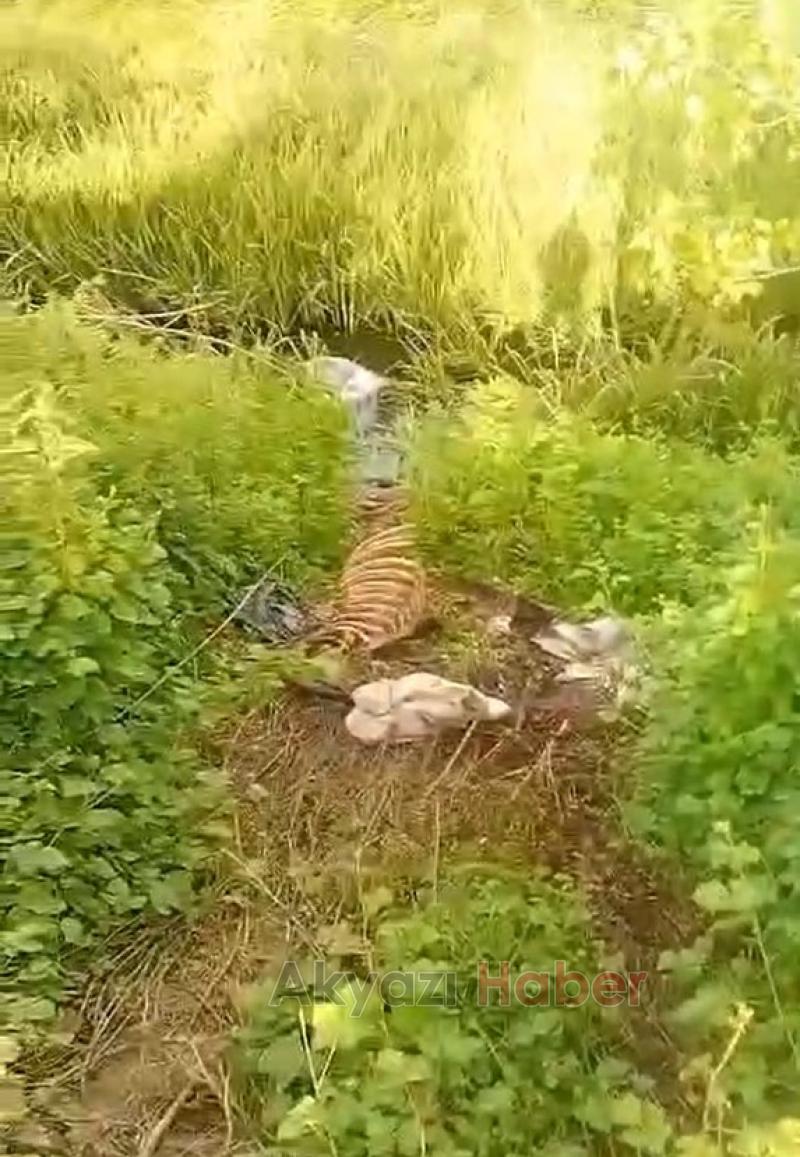 Dere kenarında at kemikleri bulundu