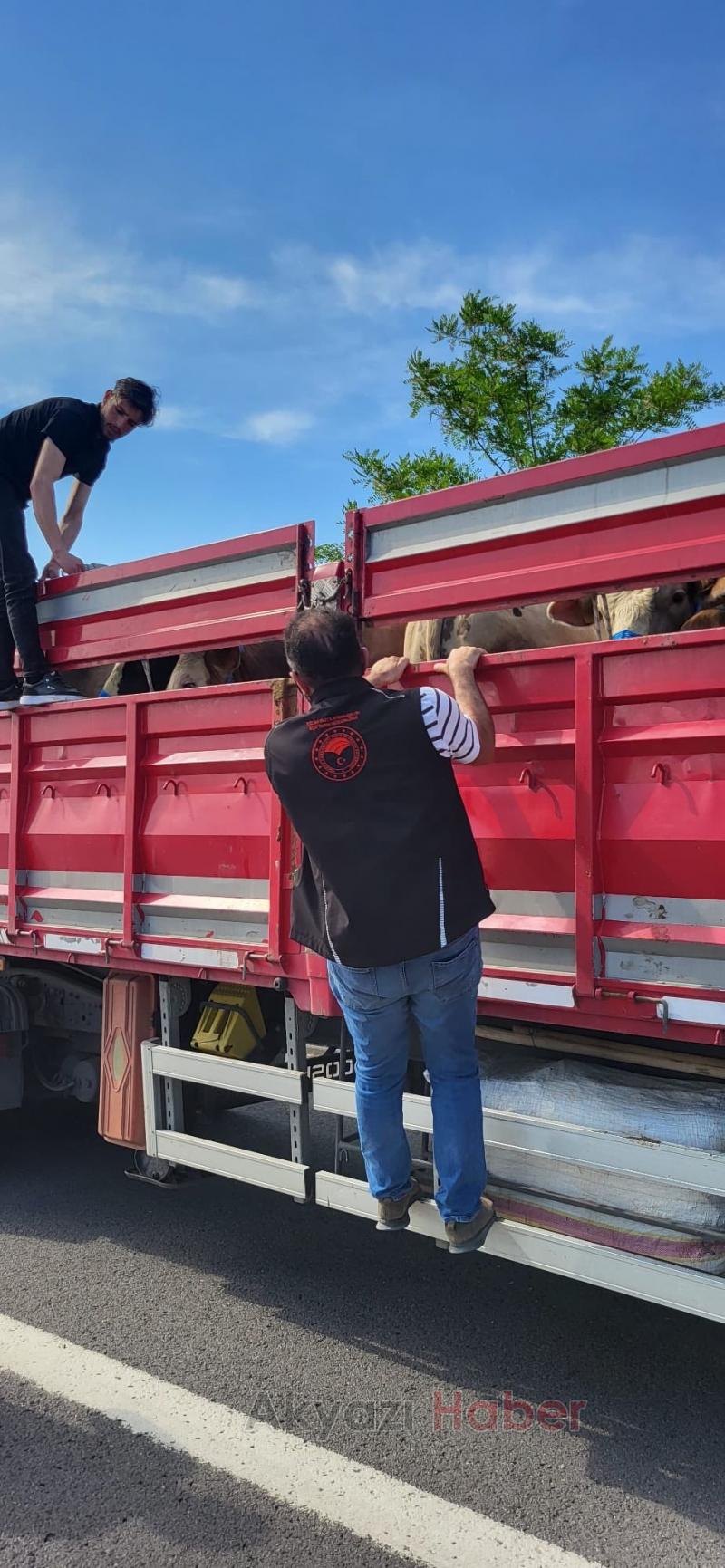 Jandarma ve tarım ekipleri canlı hayvan nakillerini denetledi
