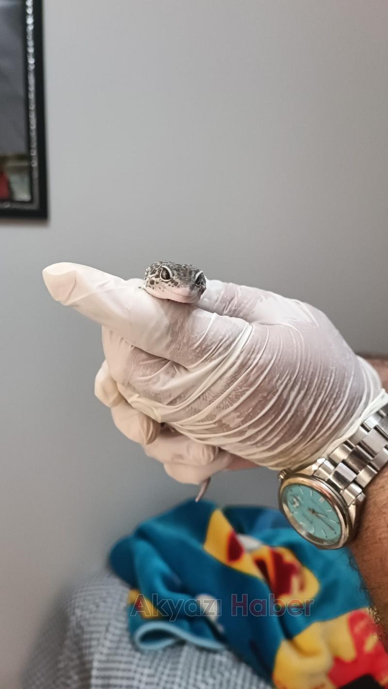 Egzotik hayvan operasyonu Sakarya'ya uzandı