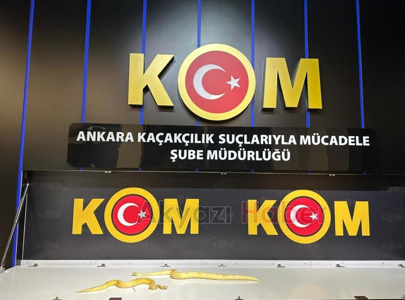 Egzotik hayvan operasyonu Sakarya'ya uzandı