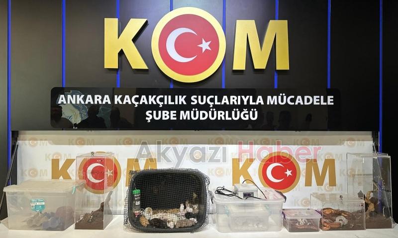 Egzotik hayvan operasyonu Sakarya'ya uzandı