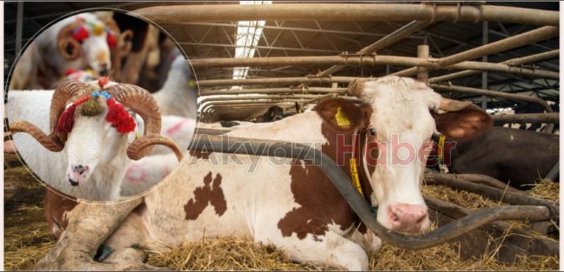 Kurbanlık fiyatlarında son durum açıklandı