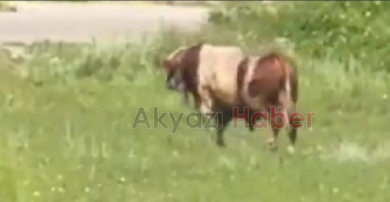 Sakarya'da kurbanlık boğa kaçtı
