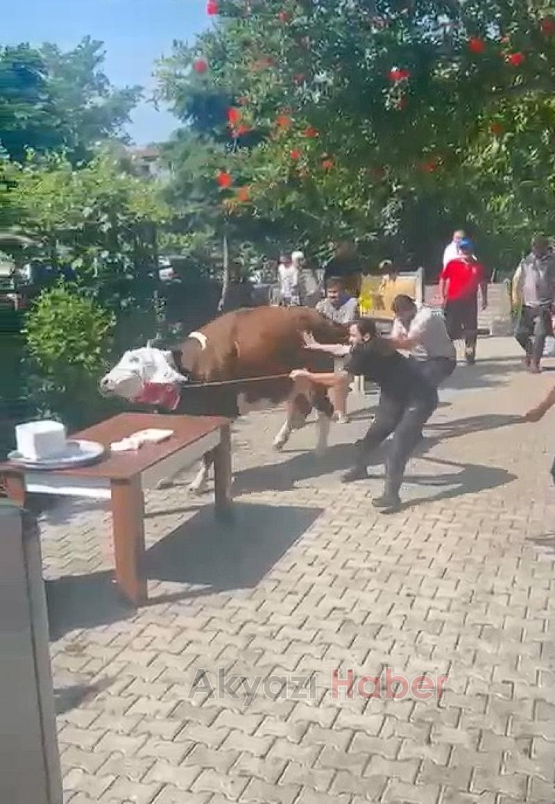 Kurbanlık boğa ortalığı karıştırdı