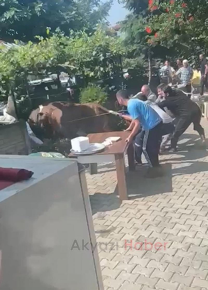 Kurbanlık boğa ortalığı karıştırdı