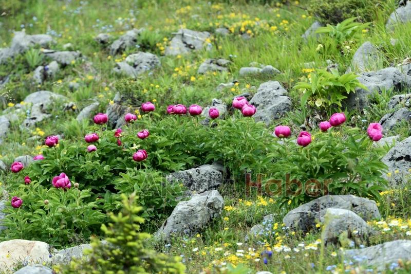 Yılda 10 gün açıyor, koparmanın cezası yarım milyon