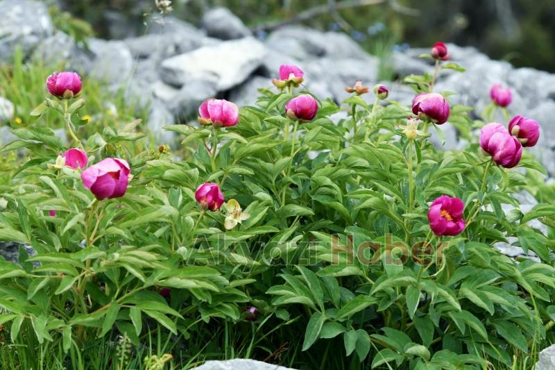 Yılda 10 gün açıyor, koparmanın cezası yarım milyon