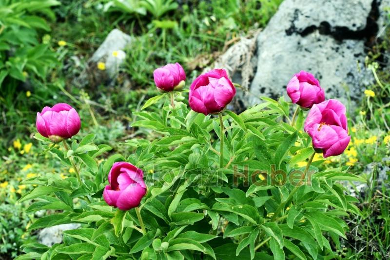 Yılda 10 gün açıyor, koparmanın cezası yarım milyon