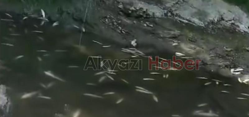 Sakarya Nehri'nde toplu balık ölümü
