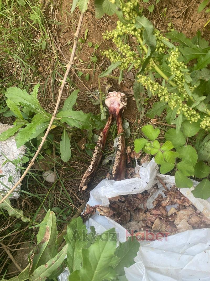 Mezarlık kenarında at kemikleri bulundu