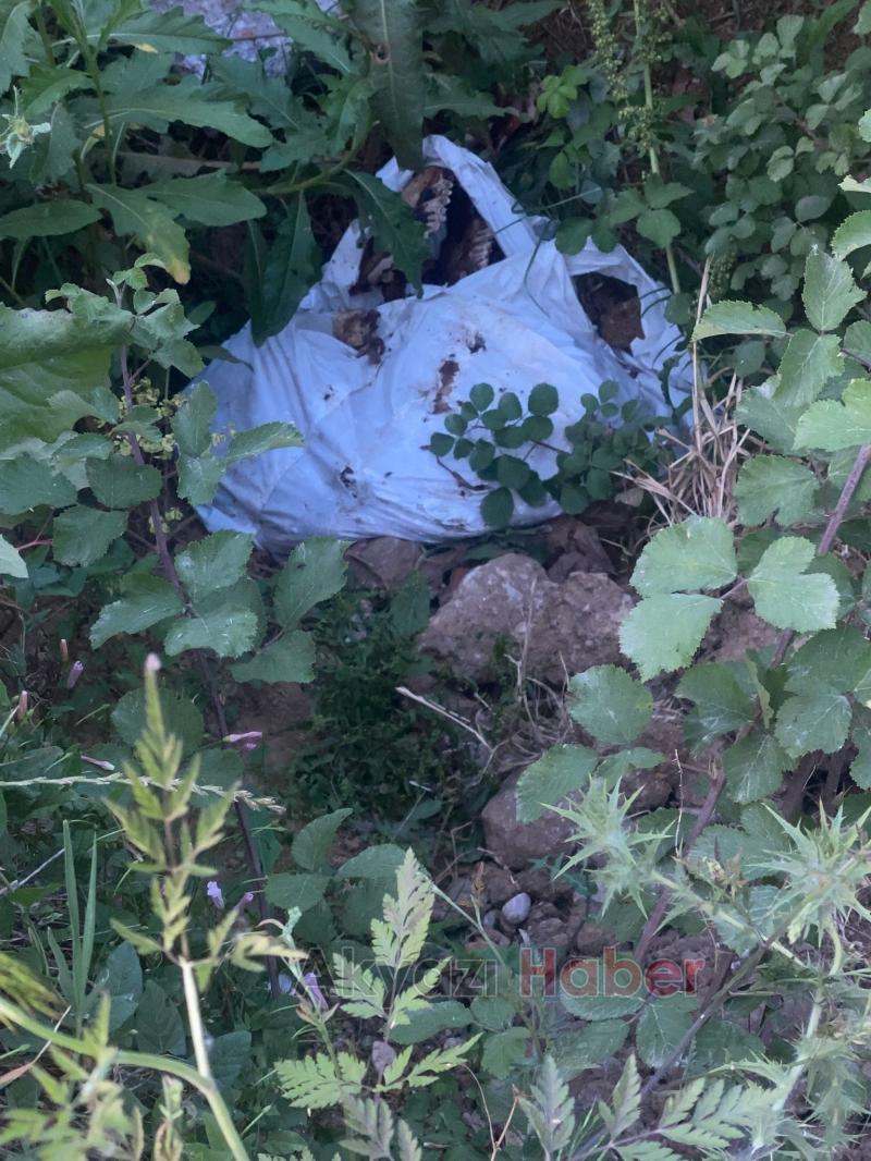 Mezarlık kenarında at kemikleri bulundu