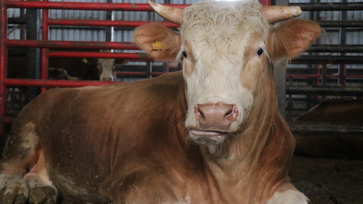 1,5 tonluk dev tosun kurbanlık için alıcısını bekliyor