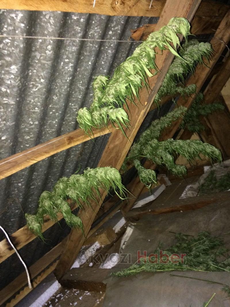 4 ilçede büyük uyuşturucu operasyonları