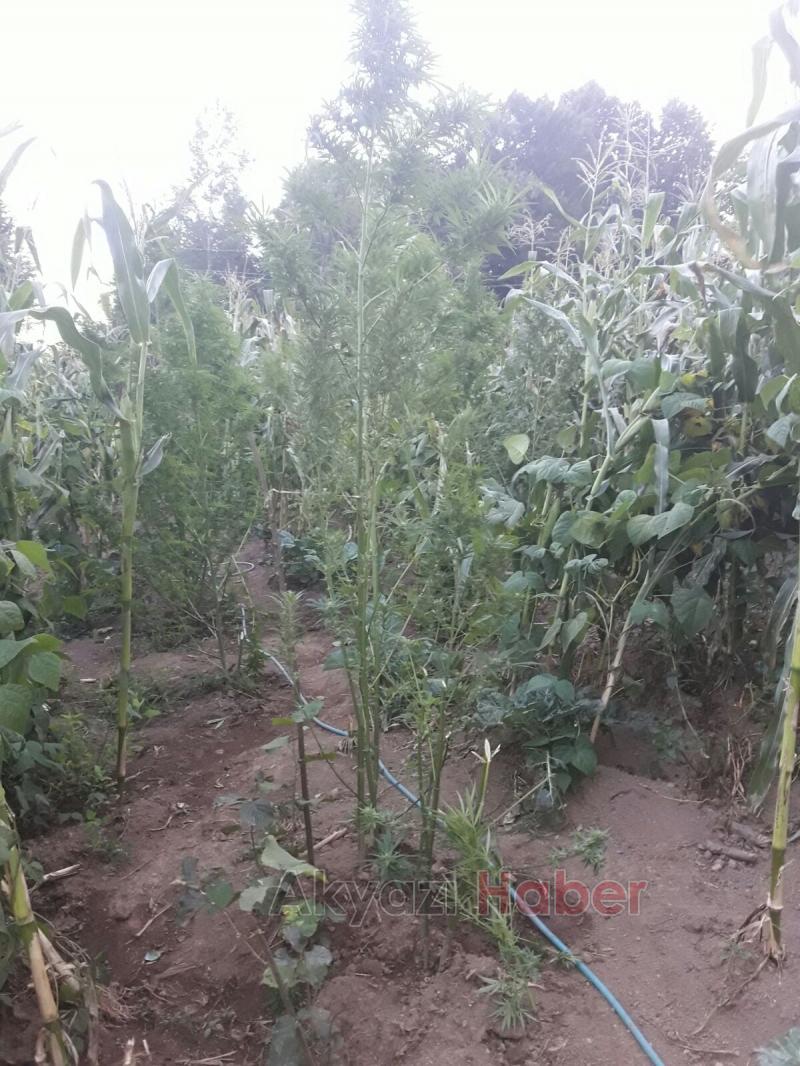 4 ilçede büyük uyuşturucu operasyonları