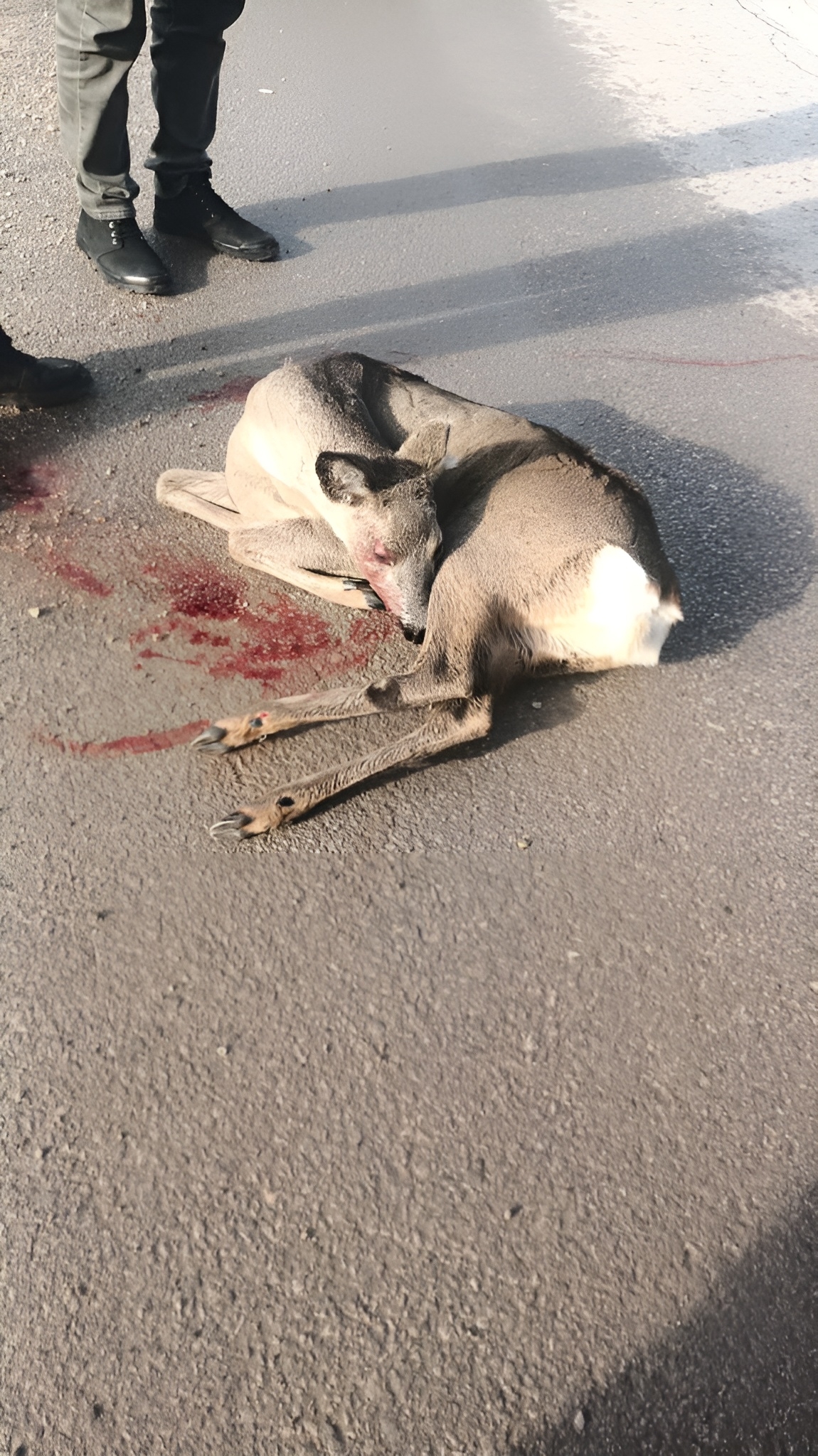 Aracın çarpıp kaçtığı karaca yaralandı