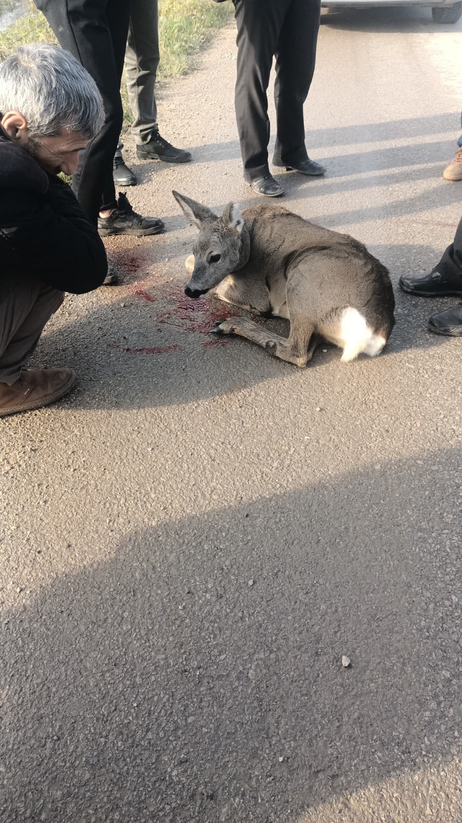 Aracın çarpıp kaçtığı karaca yaralandı