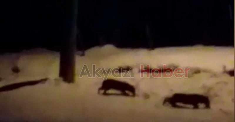 Aç kalan yabani hayvanlar mahalleye indi