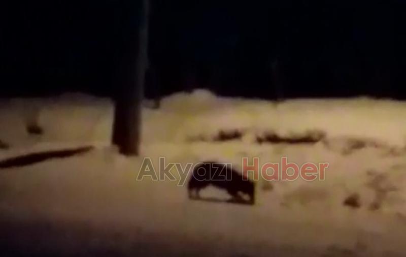 Aç kalan yabani hayvanlar mahalleye indi